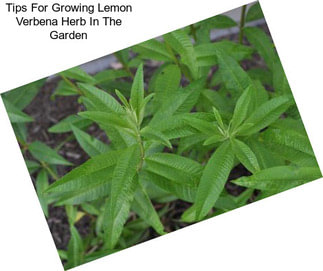 Tips For Growing Lemon Verbena Herb In The Garden