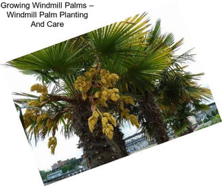 Growing Windmill Palms – Windmill Palm Planting And Care