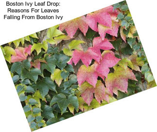 Boston Ivy Leaf Drop: Reasons For Leaves Falling From Boston Ivy