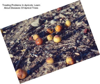 Treating Problems In Apricots: Learn About Diseases Of Apricot Trees
