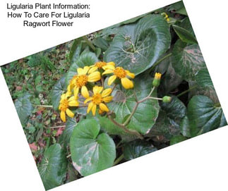 Ligularia Plant Information: How To Care For Ligularia Ragwort Flower