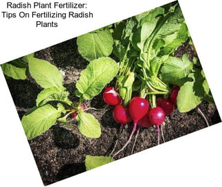 Radish Plant Fertilizer: Tips On Fertilizing Radish Plants