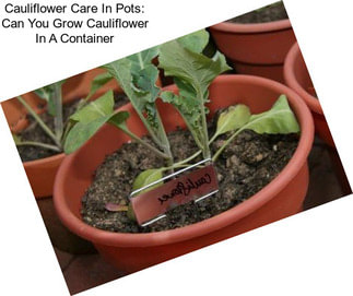 Cauliflower Care In Pots: Can You Grow Cauliflower In A Container