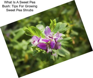 What Is A Sweet Pea Bush: Tips For Growing Sweet Pea Shrubs