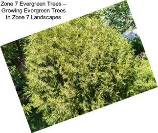 Zone 7 Evergreen Trees – Growing Evergreen Trees In Zone 7 Landscapes
