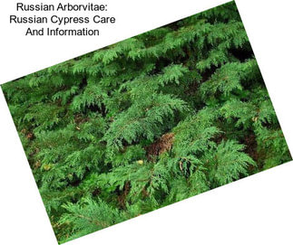 Russian Arborvitae: Russian Cypress Care And Information