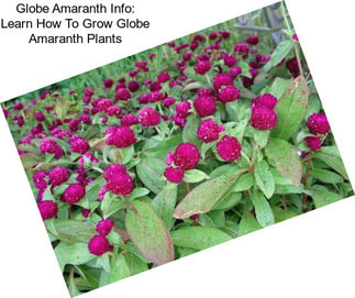 Globe Amaranth Info: Learn How To Grow Globe Amaranth Plants