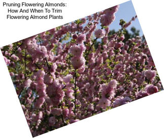 Pruning Flowering Almonds: How And When To Trim Flowering Almond Plants