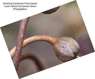 Growing Cyclamen From Seed: Learn About Cyclamen Seed Propagation