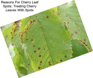 Reasons For Cherry Leaf Spots: Treating Cherry Leaves With Spots