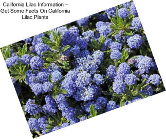 California Lilac Information – Get Some Facts On California Lilac Plants