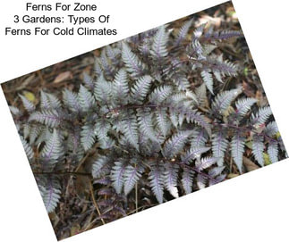 Ferns For Zone 3 Gardens: Types Of Ferns For Cold Climates