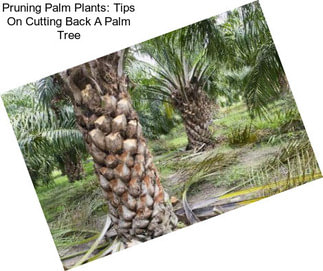 Pruning Palm Plants: Tips On Cutting Back A Palm Tree