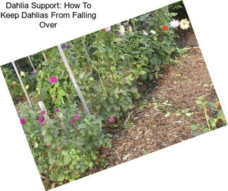 Dahlia Support: How To Keep Dahlias From Falling Over