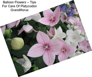 Balloon Flowers – Tips For Care Of Platycodon Grandiflorus