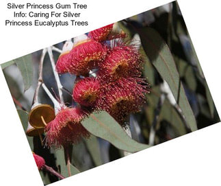 Silver Princess Gum Tree Info: Caring For Silver Princess Eucalyptus Trees