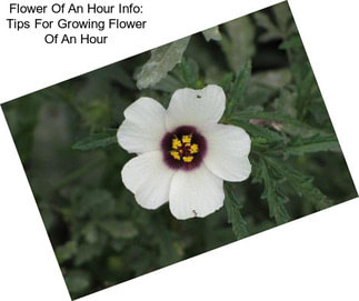 Flower Of An Hour Info: Tips For Growing Flower Of An Hour