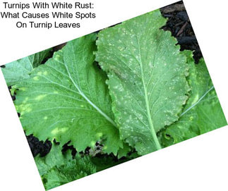 Turnips With White Rust: What Causes White Spots On Turnip Leaves