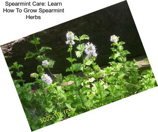 Spearmint Care: Learn How To Grow Spearmint Herbs