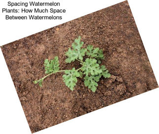 Spacing Watermelon Plants: How Much Space Between Watermelons