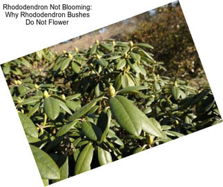 Rhododendron Not Blooming: Why Rhododendron Bushes Do Not Flower
