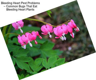 Bleeding Heart Pest Problems – Common Bugs That Eat Bleeding Heart Plants