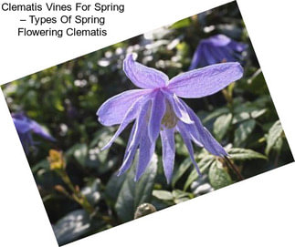 Clematis Vines For Spring – Types Of Spring Flowering Clematis