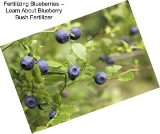 Fertilizing Blueberries – Learn About Blueberry Bush Fertilizer