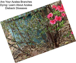 Are Your Azalea Branches Dying: Learn About Azalea Dieback Diseases