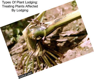 Types Of Plant Lodging: Treating Plants Affected By Lodging