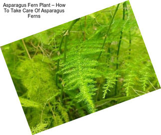 Asparagus Fern Plant – How To Take Care Of Asparagus Ferns