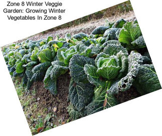 Zone 8 Winter Veggie Garden: Growing Winter Vegetables In Zone 8