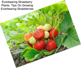 Everbearing Strawberry Plants: Tips On Growing Everbearing Strawberries