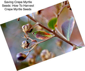 Saving Crepe Myrtle Seeds: How To Harvest Crepe Myrtle Seeds