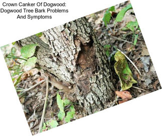 Crown Canker Of Dogwood: Dogwood Tree Bark Problems And Symptoms