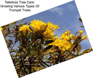 Tabebuia Tree Care: Growing Various Types Of Trumpet Trees