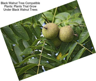 Black Walnut Tree Compatible Plants: Plants That Grow Under Black Walnut Trees