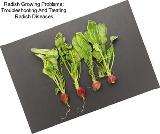 Radish Growing Problems: Troubleshooting And Treating Radish Diseases