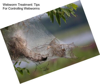 Webworm Treatment: Tips For Controlling Webworms