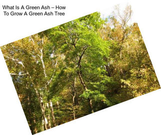What Is A Green Ash – How To Grow A Green Ash Tree