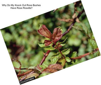 Why Do My Knock Out Rose Bushes Have Rose Rosette?