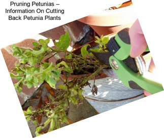 Pruning Petunias – Information On Cutting Back Petunia Plants