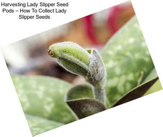 Harvesting Lady Slipper Seed Pods – How To Collect Lady Slipper Seeds