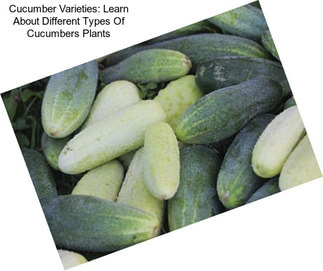 Cucumber Varieties: Learn About Different Types Of Cucumbers Plants
