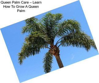 Queen Palm Care – Learn How To Grow A Queen Palm