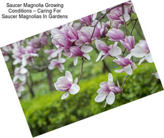 Saucer Magnolia Growing Conditions – Caring For Saucer Magnolias In Gardens