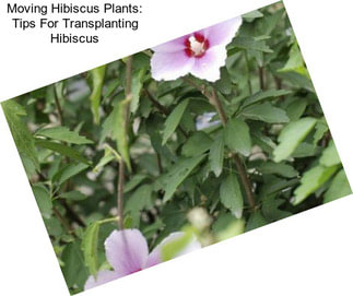 Moving Hibiscus Plants: Tips For Transplanting Hibiscus