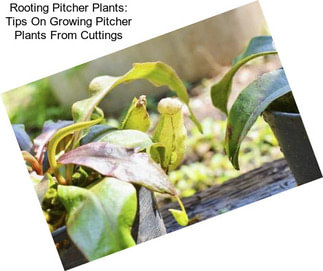 Rooting Pitcher Plants: Tips On Growing Pitcher Plants From Cuttings