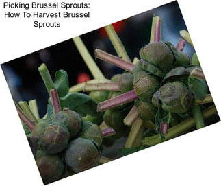 Picking Brussel Sprouts: How To Harvest Brussel Sprouts