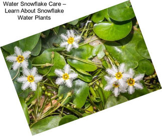 Water Snowflake Care – Learn About Snowflake Water Plants